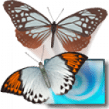 3D Desktop Butterfly Screen Saver